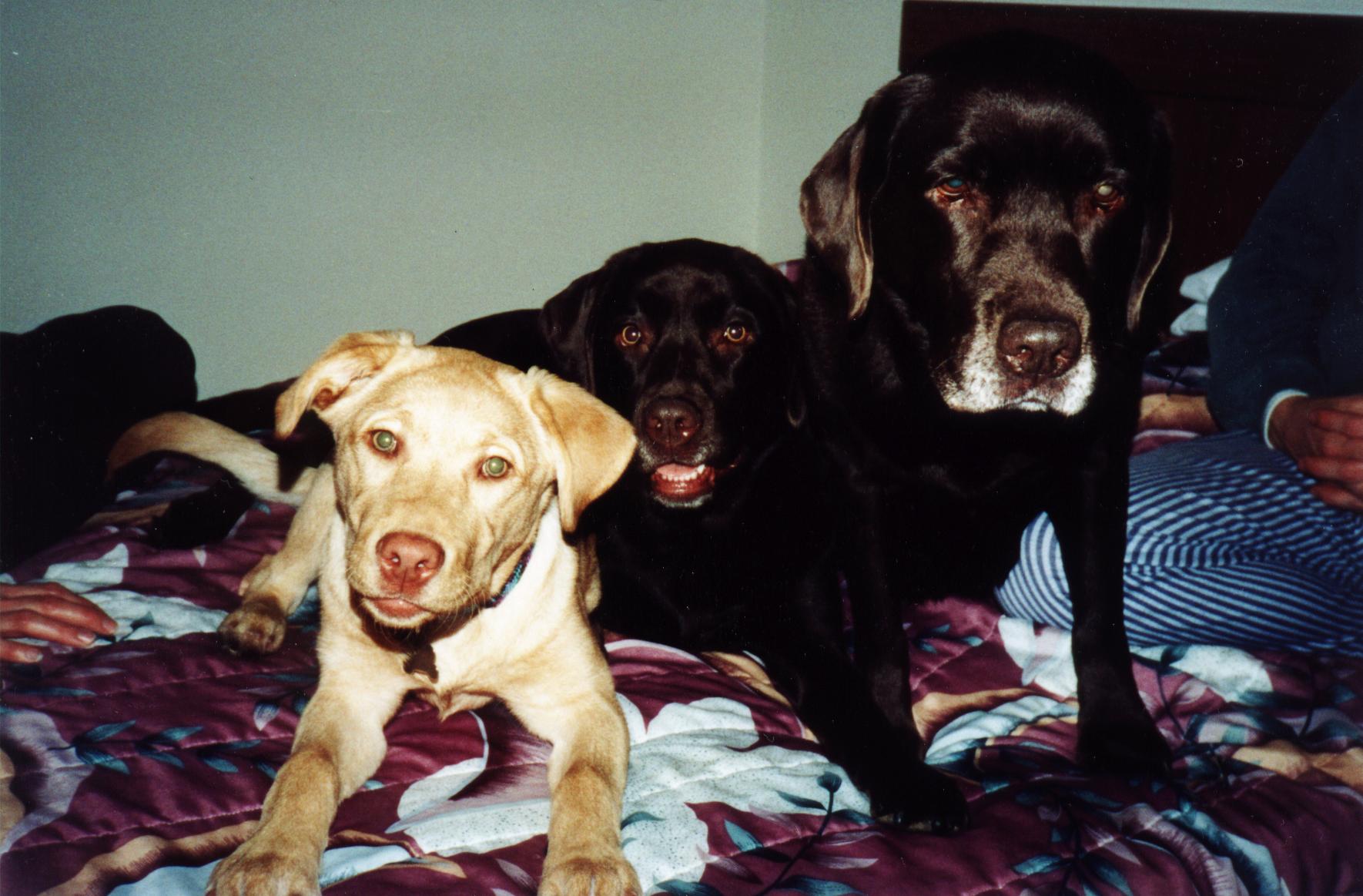Sandy, Sierra and Melody, Mikes knee, Watching the Outdoor Channel