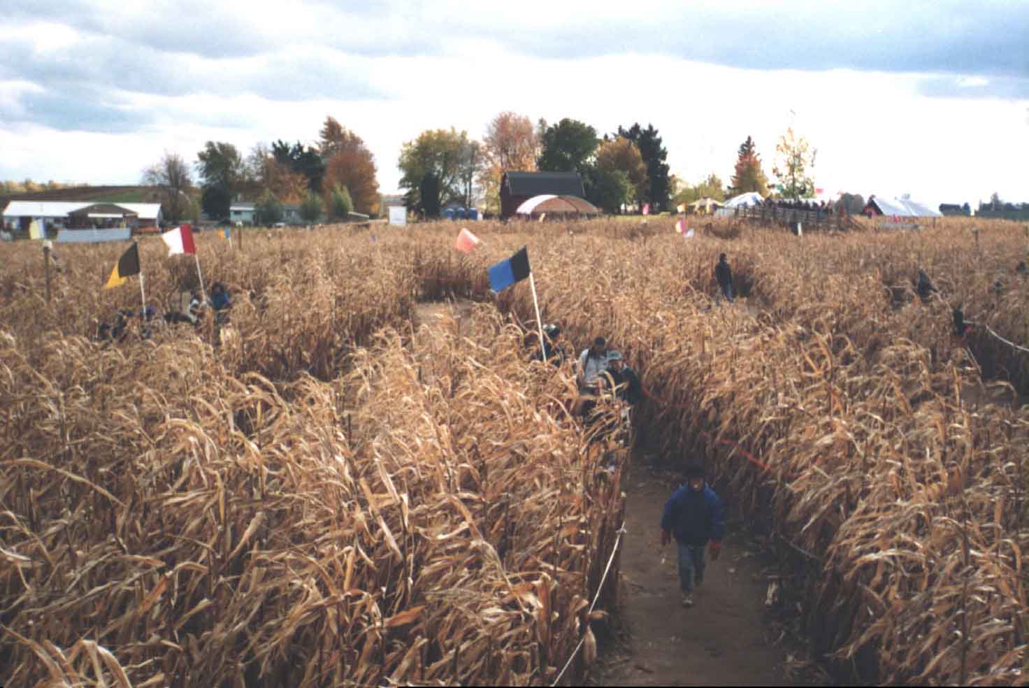 At the Maize Maze